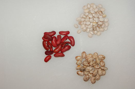 Dry Beans