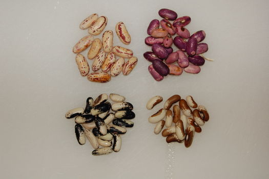 Dry Beans