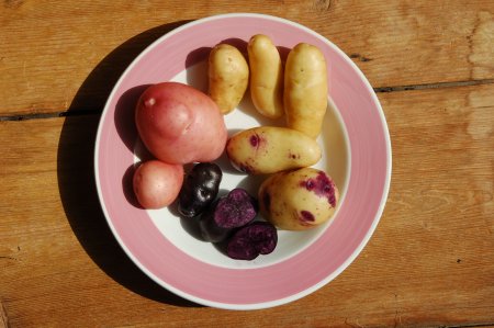 Biodiversity in Potatoes