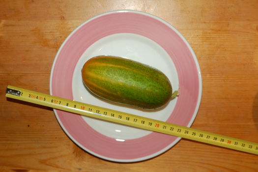 Brown Uzbeki Cucumber