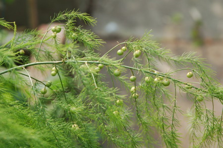 asparagus_female