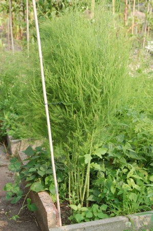 asparagus_male