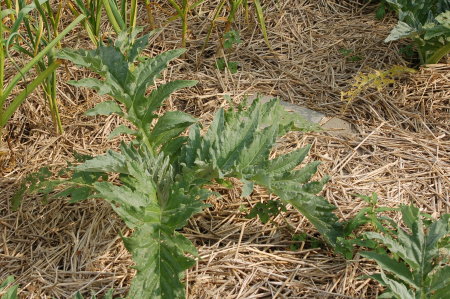 cardoon1