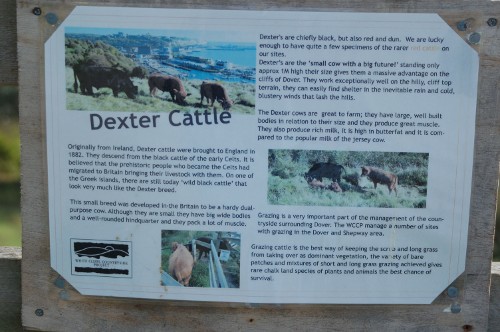 dexter_cattle