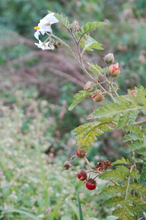 Litchi Tomato - Bifurcated Carrots