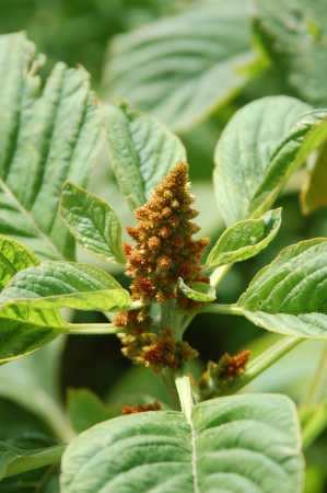 Amaranth Seed Head