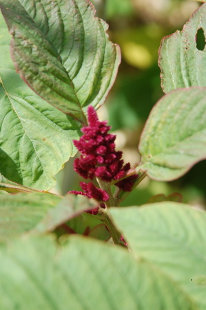 Amaranth Seed Head