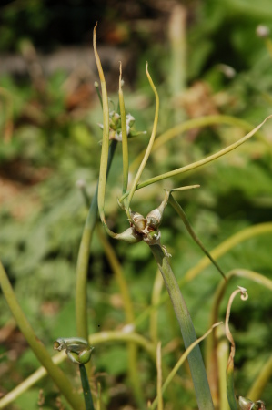 Amish Onion Bulbils