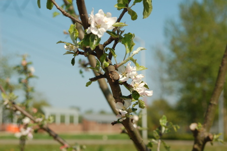 Apple Tree Blossom