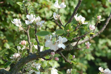 Apple Tree Blossom