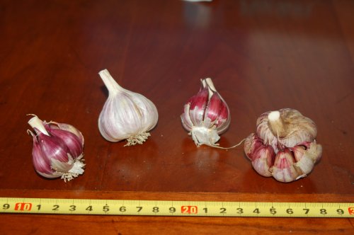 Burgundy Garlic