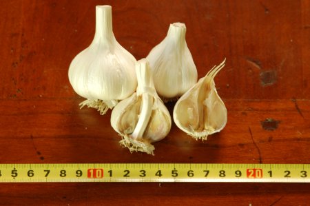 Chesnok Red Garlic