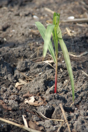 Corn Plant