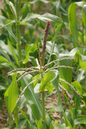 Corn Tassels