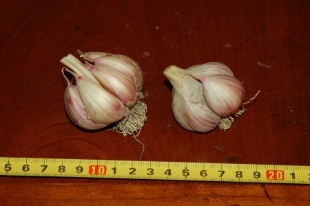 Creole Red Garlic
