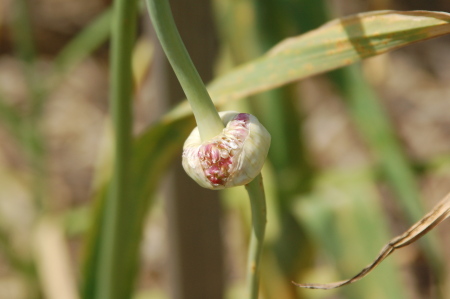 Garlic Bulbils