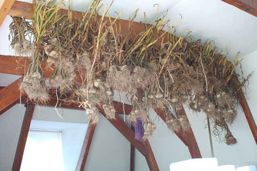 Garlic Hanging from Ceiling