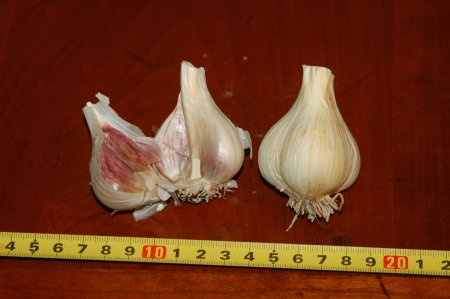 Georgia Fire Garlic