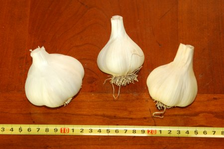 Gazebo Grande Garlic