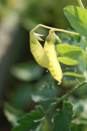 Golden Pea