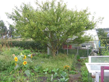 Greenhouse and Weeds