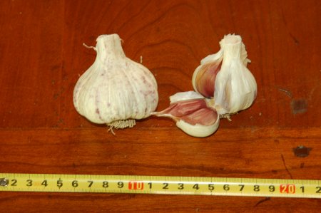 GSF#65 Garlic