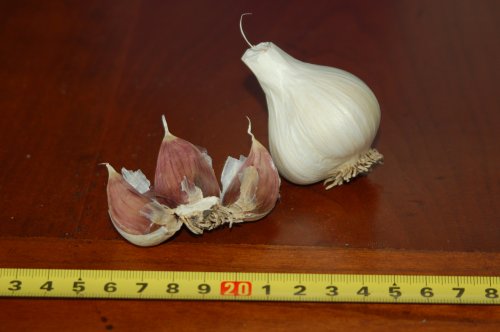 Gypsy Red Garlic