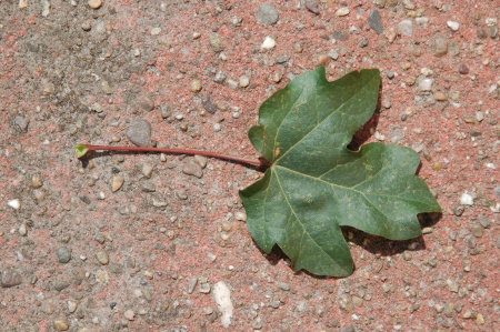 Leaf Picture 1