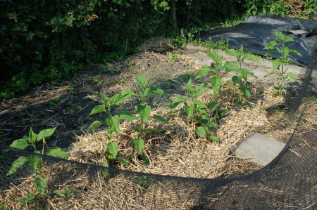 Jerusalem Artichokes