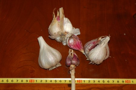 Korean Red Garlic