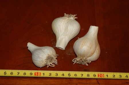 Leningrad Garlic
