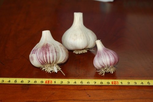 Metechi Garlic