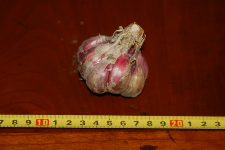 Purple Glazer Garlic