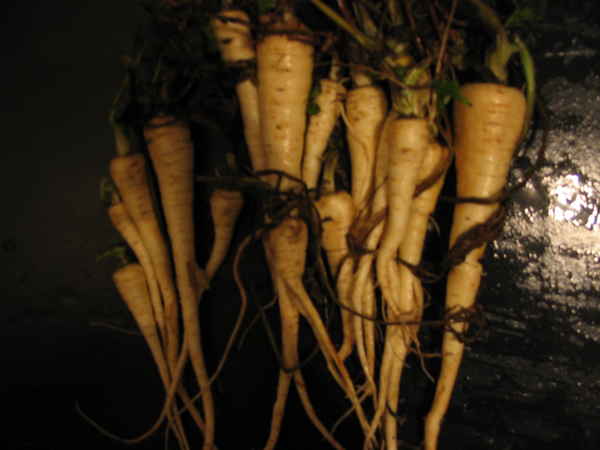 Parsnips