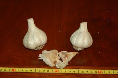 Persian Star Garlic