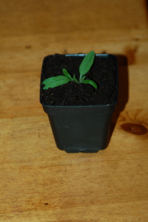 Potted Seedling