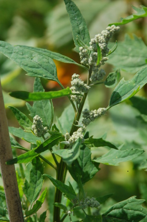 Quinoa Seed Head