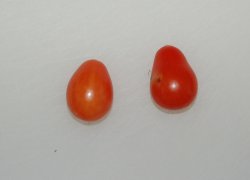 Red Pear Tomato