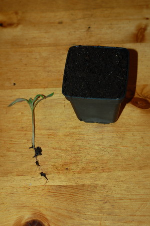 Seedling and Pot