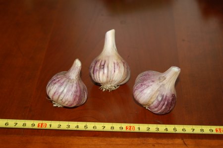 Shantung Purple Garlic