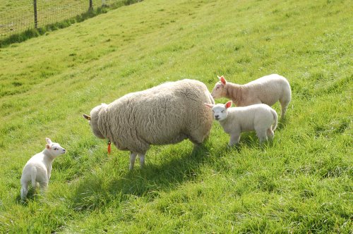 Baby Sheep