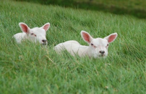 Sheep in the grass