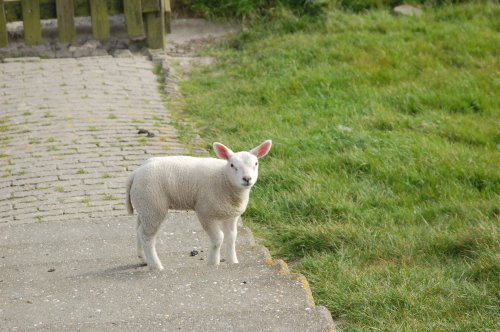 Lamb on Steps