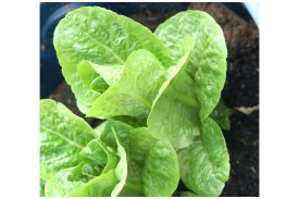 Sherwood Lettuce