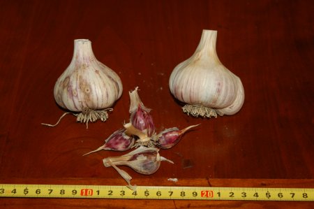 Siberian Garlic