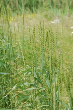 Spelt in June