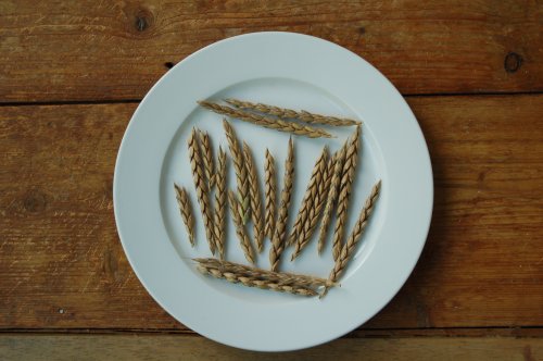 Spelt Seed Heads