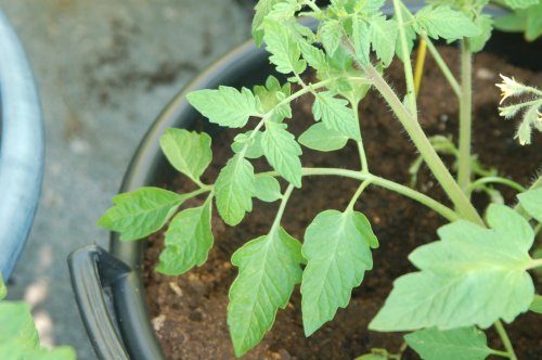 Normal Tomato Branch