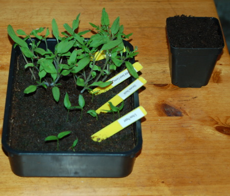 Seed Tray and Pot