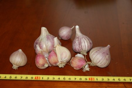 Uzbek Turban Garlic